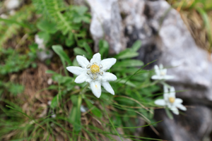 Song der Monats – I pflück´ dir ein Edelweiss“